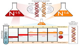 Meselson and Stahl Experiment  Class 12 Genetics  NEET Biology [upl. by Spiegel493]