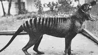 25 Extinct Animals That Scientists Want To DeExtinct [upl. by Girish624]