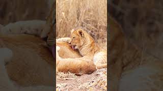 Lovely Moments of Lion Cubs and Mom 📹Lions Living Wild and Free [upl. by Annaig]