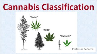 Cannabis Classification [upl. by Floro]