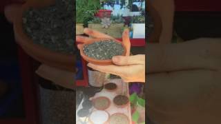 My Potting Soil Mix For Succulents [upl. by Estis839]