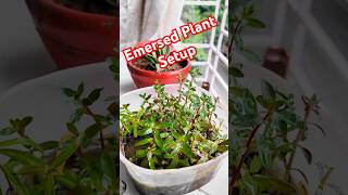 How To Grow Emersed Plant at Home খুব সহজে বানিয়ে নিন aquarium plantedtank aquascape aquaplant [upl. by Doralynn849]