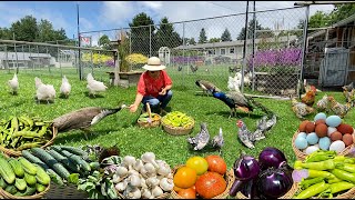 Sustainable Living Essentials From Organic Chicken Care to Abundant Garden Harvest amp Cook Meal [upl. by Alderson]