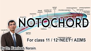 Notochord FOR class 11 12 NEET  AIIMS By DR KAMLESH NARAIN [upl. by Peregrine]