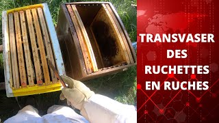 apiculture abeille TRANSVASER DES RUCHETTES EN RUCHES [upl. by Ellatsirhc]