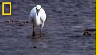 Octopus vs Bird  National Geographic [upl. by Mchail185]