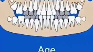 When do your teeth come in Teeth eruption dates [upl. by Shapiro]