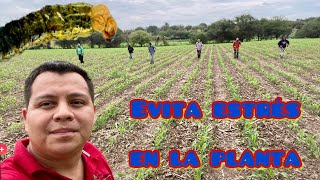 Evita Estrés en tu Cultivo Plantas de Maíz con MAYOR Tolerancia a Condiciones Adversas Agro foliar [upl. by Latham429]