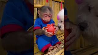 Baby monkey eats vegetables animals top monkey trending cute funny [upl. by Callida]