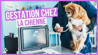 Comment fonctionne la gestation dune chienne [upl. by Rednal]