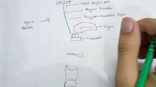 Muscles of pharynx  2 [upl. by Nappy]