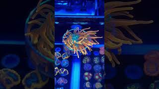 Full Cup full reef fun video photography photography happiness motivation love [upl. by Archer476]