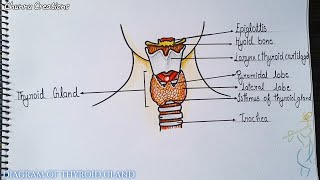 Thyroid gand diagramथायराइड ग्रंथि का डायग्रामHow to draw a picture of thyroid gland [upl. by Combe]