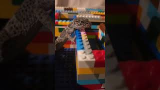 Lego maze not good enough for Gecko cheats [upl. by Asirrom]