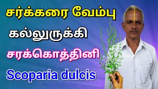 சர்க்கரை வேம்பு  கல்லுருக்கி  சரக்கொத்தினி  Scoparia dulcis  Shorts  Thanithuvamm [upl. by Semreh]