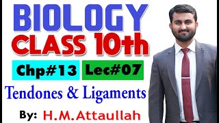 Tendons and Ligaments  Chapter  13  Biology Class 10th  Lec  7 [upl. by Massarelli]