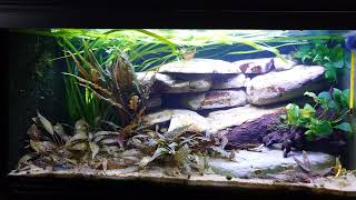 Xiphophorus Maculatus aquarium opgrade with more moler stones [upl. by Ivy]