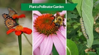 How to Plant a Pollinator Garden [upl. by Ajar]