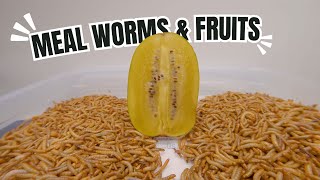 10000 Worms and Fruits [upl. by Dorlisa94]