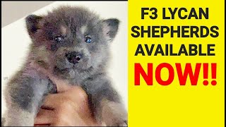 Lycan Shepherd Puppies Available NOW  F3 Lycan Shepherds at 4wks [upl. by Sari]