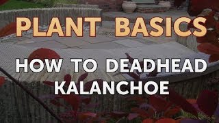 How to Deadhead Kalanchoe [upl. by Nytsyrk164]