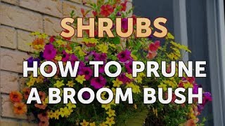 How to Prune a Broom Bush [upl. by Haras500]