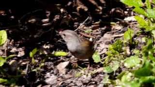 Dunnock Prunella modularis  Heckenbraunelle 06 [upl. by Bamford347]