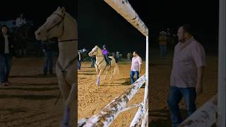 Rodeo in Laredo tx viralvideo shorts cowgirl horse music rodeo valentinasosa jdlpuma208 [upl. by Puto286]