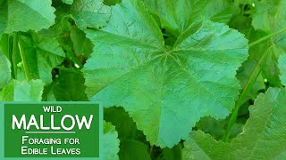 Mallow Plant Nutrition Foraging for Wild Edible Malva Leaves [upl. by Amathist]