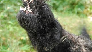 Bouvier des Flandres Zaira at work [upl. by Shirleen193]