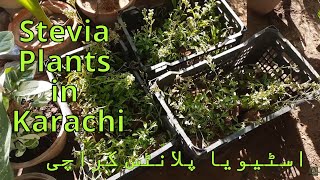 Nursery Visit  Stevia Plants Price amp Availability in Karachi [upl. by Noret152]