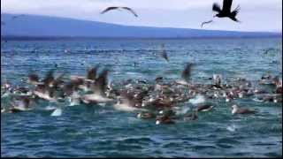 Galapagos Islands Isabela Booby Diving Spectacle [upl. by Llenoil]