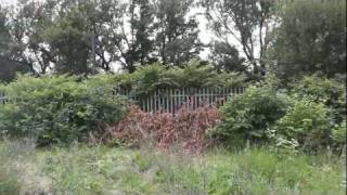 Japanese Knotweed Ashton under Lyne [upl. by Hardy]