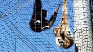 Gibbons  The Whooping Monkeys [upl. by Anetsirhc]