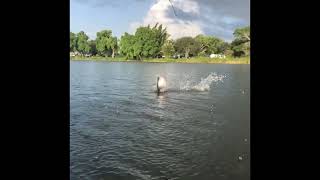 Jumping monster clowns in lake ida [upl. by Ramas55]