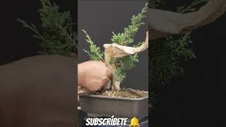 tanukito de itoigawa bonsai bonsai bonsaiaficionado bonsaiponderosaehn [upl. by Salvador]