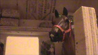 Love at First SIght  Part 7 Breyer horse movie [upl. by Mirak]