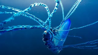 The Deadly Portuguese Man O War  Blue Planet II  BBC Earth [upl. by Cosmo]