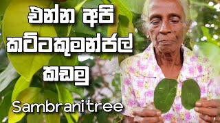 කට්ටකුමන්ජල් ශාකය Sambrani Tree in Sri Lanka [upl. by Gristede]