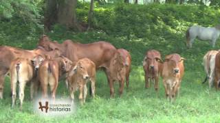 GANADERÍA quotLA HUASTECAquot BRAHMAN  COSECHANDO HISTORIAS [upl. by Ahsemit]