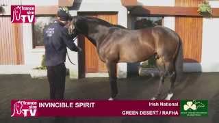 TEST Invincible Spirit stallion standing at the Irish National Stud  Irish Stallion Trail 2015 [upl. by Schroth55]