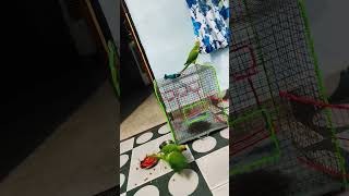 parrotsinging Mitthu Mitthu birds  viral video🚩🦜 [upl. by Ajup]