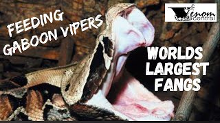 Worlds Largest Fangs  Feeding African Gaboon Vipers [upl. by Leontina]