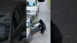 Bear Breaks into Her Car 😭 [upl. by Adiehsar616]