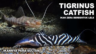 Tigrinus Catfish Ikan Zebra Berbentuk Lele [upl. by Sarette]