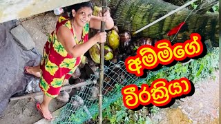 අම්මීගේ වීර ක්‍රියා 🤣🤪Sangeeth Dini Vlogs [upl. by Aleacem]