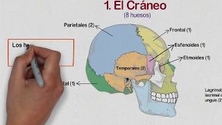 🔵 HUESOS de la CABEZA  Huesos del CRÁNEO Cara y Oído Medio ✔️ [upl. by Acisseg203]