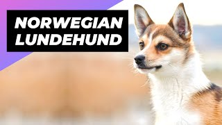 Norwegian Lundehund 🐶 A Rare Dog Breed with 6 Toes [upl. by Oznarol]