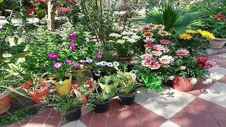 Gazania flower पोद से लगाए गज़निआ का result [upl. by Ttehr]