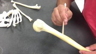 Appendicular Skeleton  Humerus [upl. by Ranique]